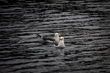 Seagulls float on water