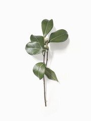 Rose branch with closed bud leaves on light background in minimal style 