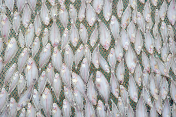 Flatfish drying in the sea breeze