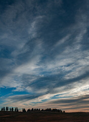 Obraz premium 477-11 Hayden Valley Tree Line