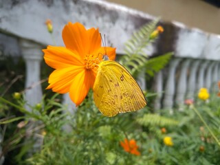 butterfly on flower