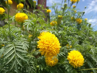 Marigolds (Tagetes erecta, Mexican marigold, Aztec marigold, African marigold)