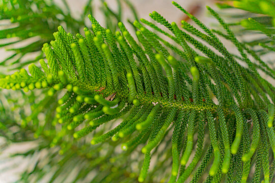 Araucaria heterophylla.
An evergreen coniferous tree from the genus Araucaria of the family Araucariaceae.