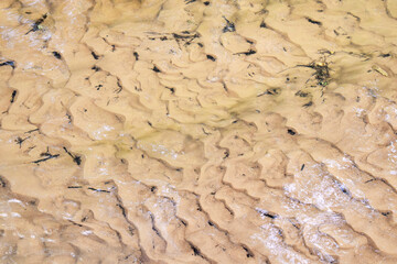 Natural landscape. Transparent bottom of a forest stream