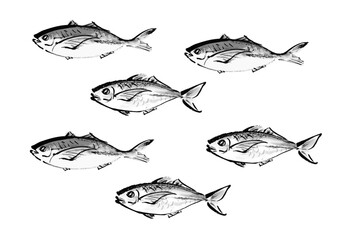 魚（鯵）のたくさんで泳ぐ和風手書きイラスト