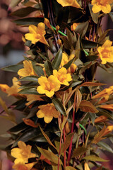 Gelsemium sempervirens is a twining vine native to subtropical and tropical American also known as  yellow jessamine, confederate jessamine or Carolina jasmine or jessamine