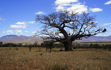 Large baobab tree during dry season with bird nests in its branches amid the savannah in northern Tanzania with a mountain range in the distance