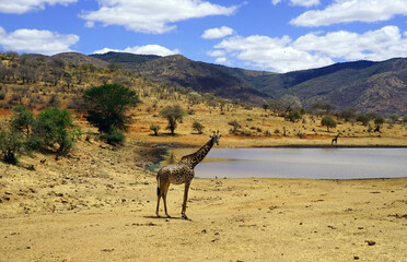 Lone giraffe near a watering hole in the savannah during dry season with low hills in the background © Gregory