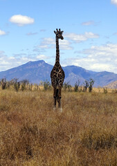 Lone giraffe in the savannah during dry season with mountains in the distance