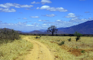 Fototapeta na wymiar Dirt track in Mkomazi National Park in northern Tanzania, with an isolated tree and mountains in the background