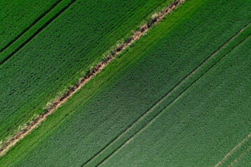 Aerial view Geometrical top view of green wheat corn field. Flying view of green corn seedlings. Corn tops in pattern. Agricultural landscape. Minimalist wallpaper cultivated land. Agrarian industry