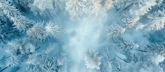 This aerial view showcases a snow-covered forest, with trees blanketed in white snow extending as far as the eye can see. The majestic landscape appears serene and untouched by human activity.