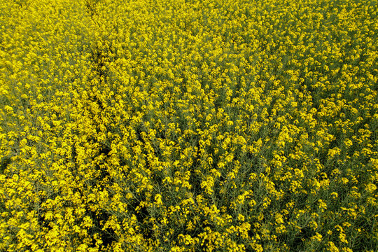 Aerial view Gorgeous yellow canola field blooming rapeseed farm backlit with sunset light. Big agricultural field planted with numerous yellow flowers of field mustard blossoming in springtime.