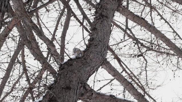 A flying squirrel sits on a tree and nibbles on a twig.