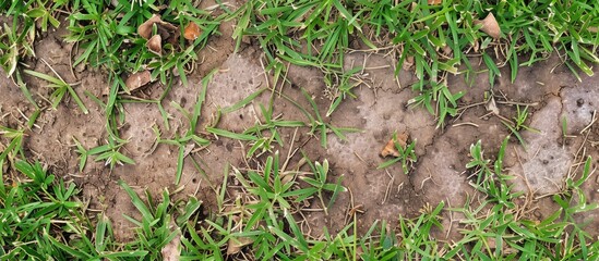 Detailed view of canine footprints embedded in patchy, poorly maintained grass. The footprints showcase the impact of the dogs movement on the lawn, revealing a need for attention to address pest and