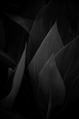 重なる葉の美しいフォルム　白黒写真