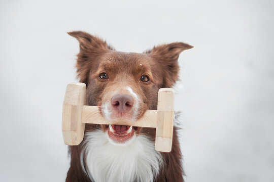 Border collie obedience