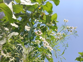 Flower of the coriandrum sativum l in garden or flower of the cilantro or Chinese parsley flower	