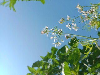 Flower of the coriandrum sativum l in garden or flower of the cilantro or Chinese parsley flower	