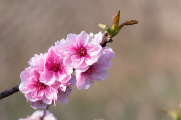 Pink Terry Dwarf Nectarine Flowers