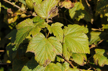 Johannisbeerrost,  S&auml;ulenrost,  Cronartium ribicola an einem Johannisbeerblatt