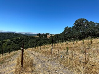 Vineyards in Paso Robles, California 