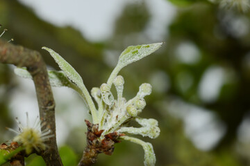 Birnenmehltau,  Podosphaera leucotricha