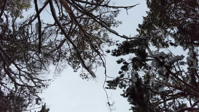 Winter snowy forest, upward view, filmed with a steadicam
