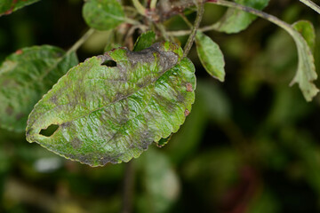 Apfelschorf,  Venturia inaequalis,  Blattbefall
