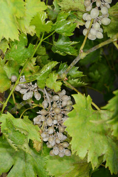 Echter Mehltau der Reben, Oidium, Uncinula necator