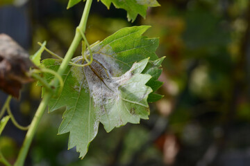 Falscher Mehltau der Rebe, Rebenperonospora,  Plasmopara viticola an Rebblättern