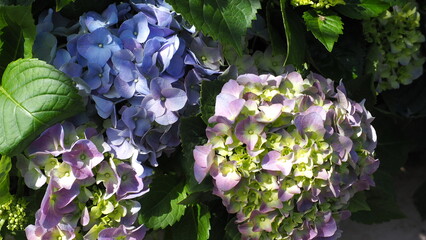3 Lavish balls of petals of blue and lilac Hydrangea (hortensia),under patches of sunlight, against...