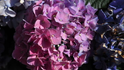 Violet pink Lavish ball of petals of Hydrangea (hortensia) under bright sunlight in the middle,...