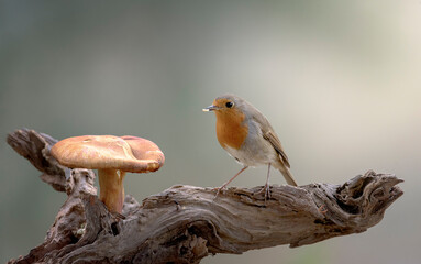 European robin perched on a dry branch eating a mushroom with an out of focus background