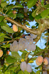 Moniliafäule,  Monilia fructigena an Mirabellenfrüchte