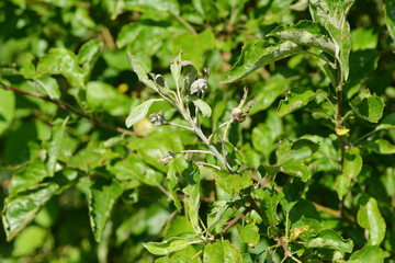 Apfelmehltau  Podosphaera leucotricha, Blatt und Triebe