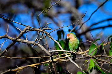 Rosy-faced loverbird