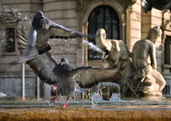 palomas alzando el vuelo