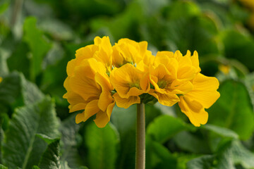 One large yellow spring primrose flower in a greenhouse. - 749775163