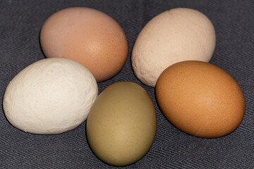 Multi-colored large chicken eggs from domestic chickens. - 749775514