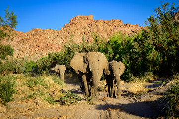 Desert adapated elephants in the Ugab river bed