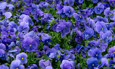 Blue pansies in flower pots in a greenhouse. - 749775701