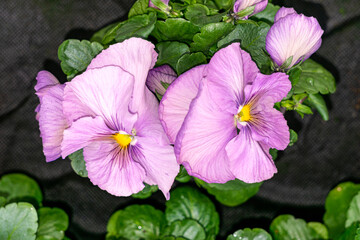 Two pink pansy flowers in a greenhouse. - 749775767