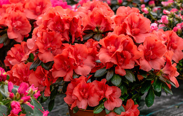 Bright red azalea flowers in a flower pot in a greenhouse. - 749776382