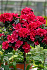 Bright red azalea flowers in a flower pot in a greenhouse. - 749776505