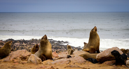 Cape fur seal colony at Cape Cross