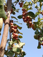 Fruit of the Ziziphus mauritiana, or fruit of Indian jujube,Indian plum,Chinese date,Chinese...