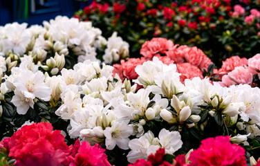 Multi-colored azalea flowers in flower pots in a greenhouse. - 749776712