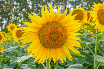 Fototapeta premium Beautiful sunflower in sunflowers field on summer with blue sky at Europe. Sunflowers cultivation.