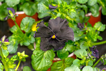 One large rare black pansy flower in a greenhouse. - 749777151